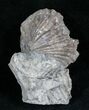 Platystrophia Brachiopod Fossil From Kentucky #6614-2